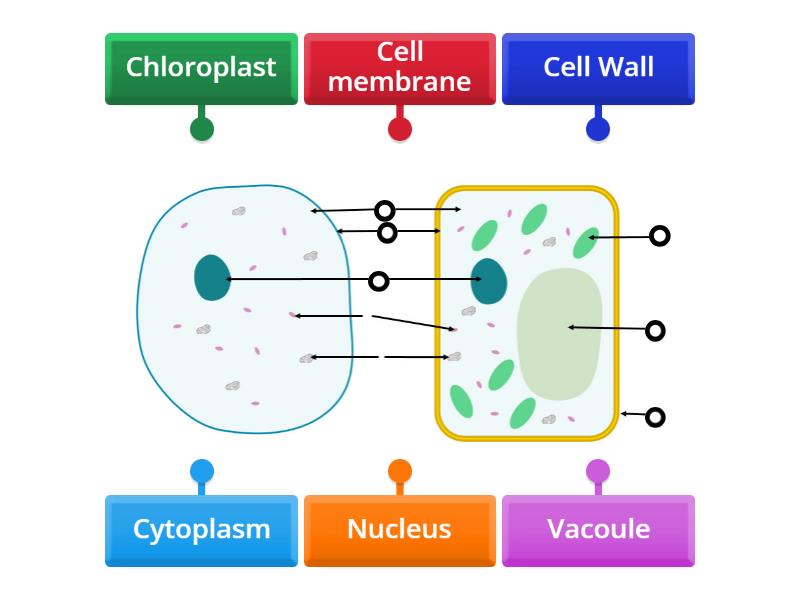 label structure of animal and plant cells