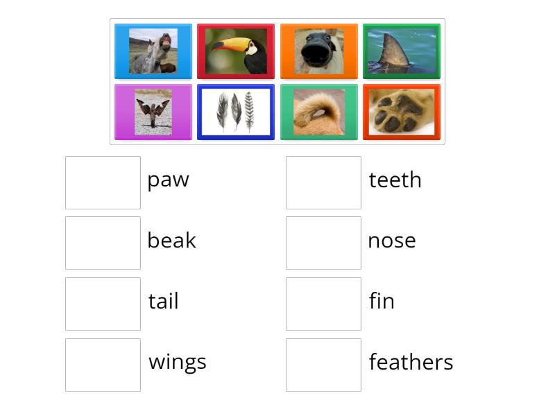 Animals - body pars - Match up