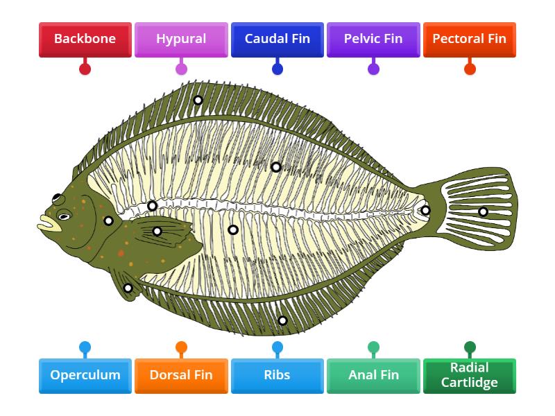 Anatomise This: Plaice Skeleton Edition - Diagrama con etiquetas