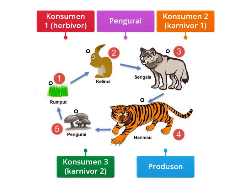 Mengenal bagian-bagian dari rantai makanan - Labelled diagram