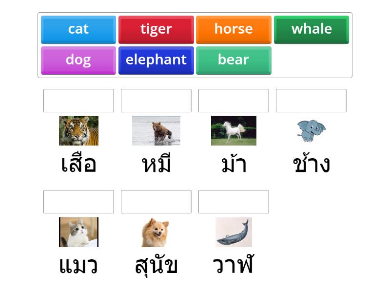 Mammals - Match up