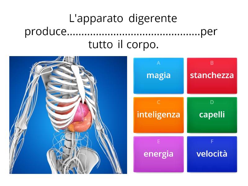 Apparato Digerente - Quiz