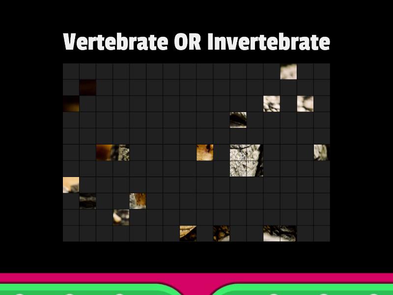 Vertebrate Or Invertebrate? 9.17 - Image Quiz