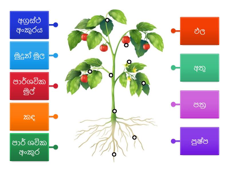 සපුෂ්ප ශාකයක ප්‍රධාන කොටස් - Labelled diagram