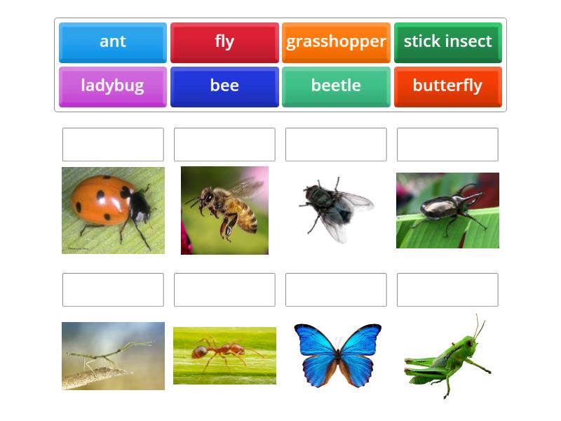 Insects - Match up
