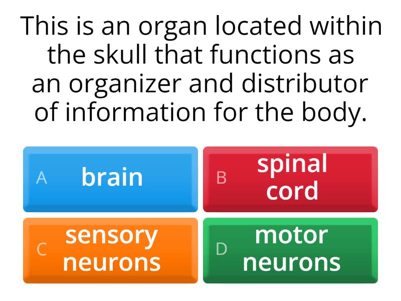 NEURONS - Quiz