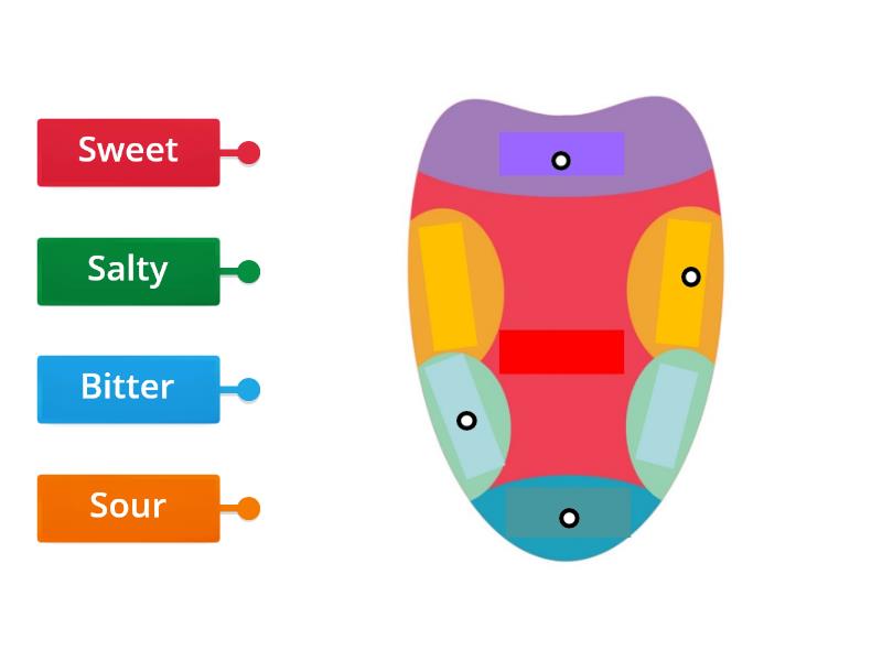 The Tongue - Labelled diagram