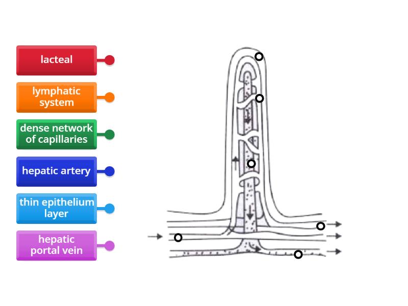Villus diagram - Labelled diagram
