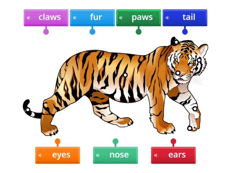 Animals parts of the body (with listening) - Labelled diagram
