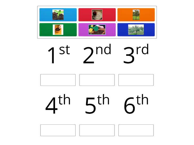 The life cycle of an apple tree - Rank order