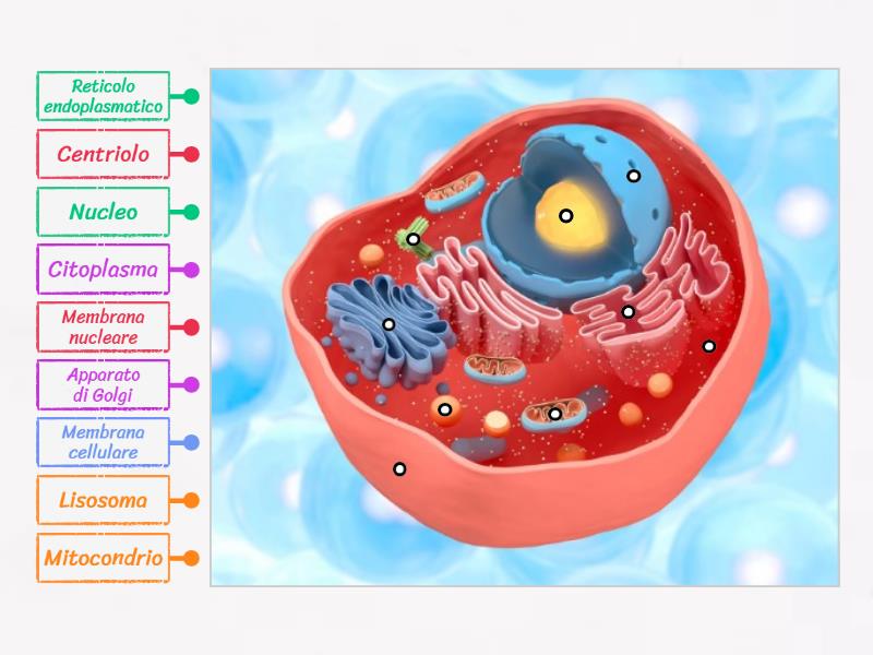 All'interno della cellula animale - Labelled diagram