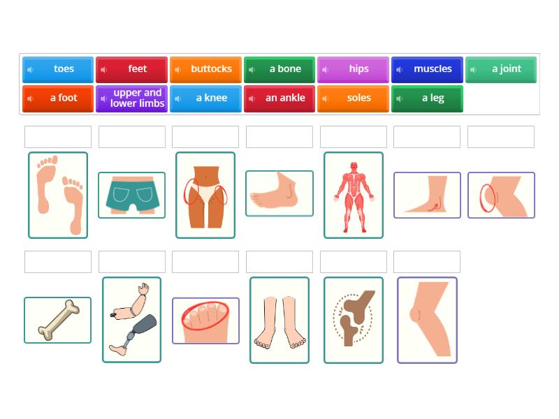 Lower limb - Match up