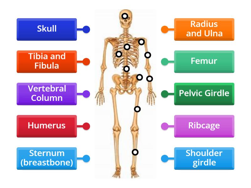 Class5 Skeletal system - Labelled diagram