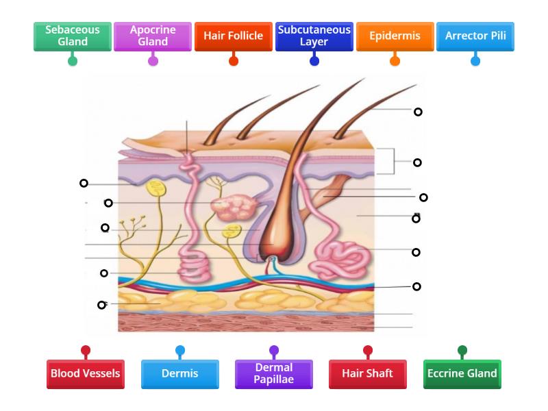 Skin Labeling - Labelled diagram