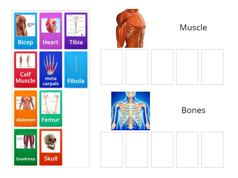 Bones vs Muscles - Group sort