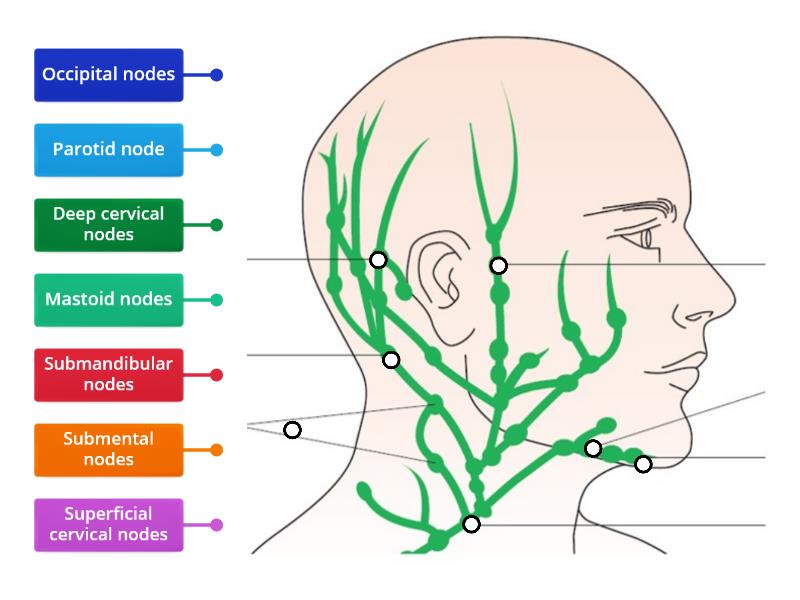 Lymph nodes head and neck - Labelled diagram