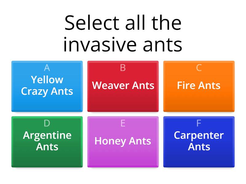 Ants show - Quiz