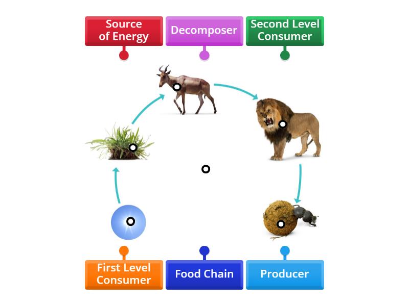 Food Chain - Labelled diagram