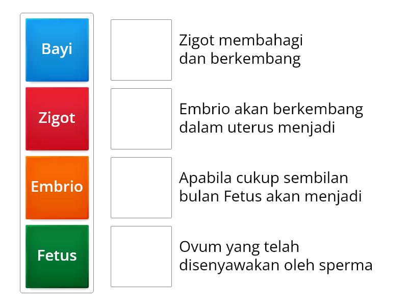 Proses Persenyawaan Manusia Padankan