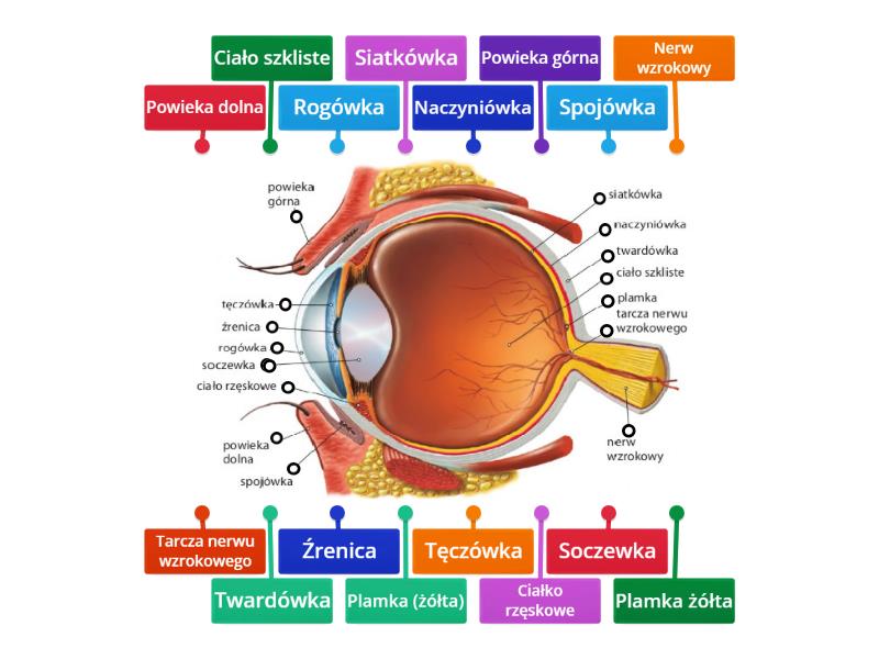 Budowa oka. Klasa 7. - Labelled diagram