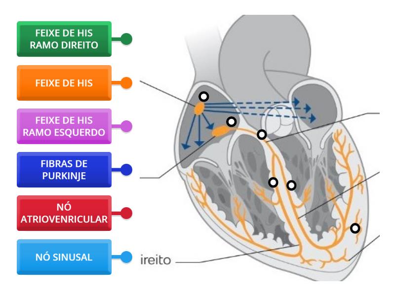Sistema elétrico do coração - Labelled diagram