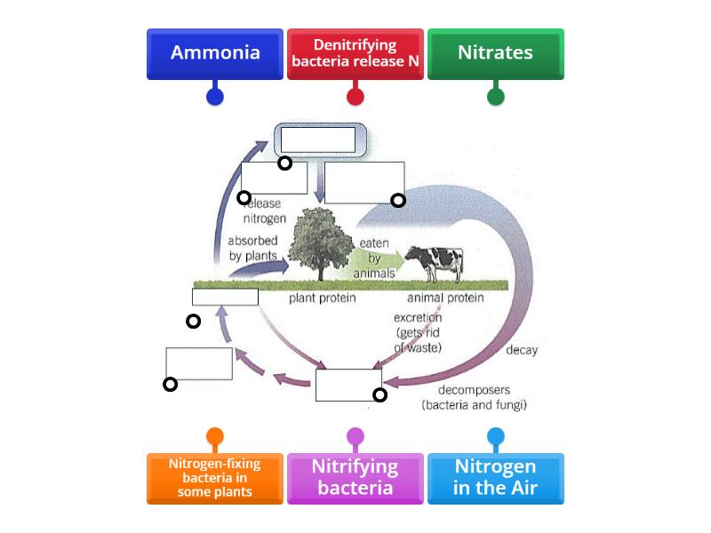Nitrogen Cycle - OCR - Labelled diagram