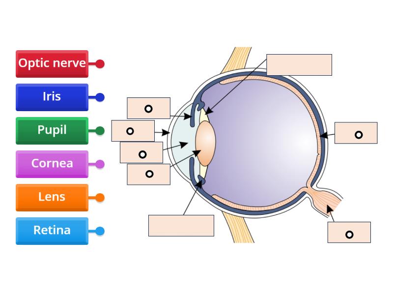 The Eye - Cambridge iGCSE core - Labelled diagram