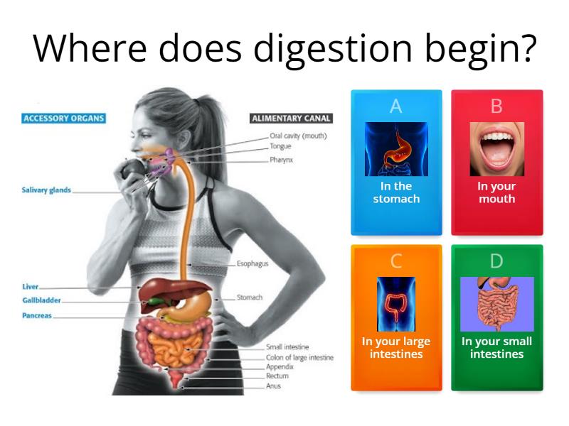 Digestive System Cuestionario
