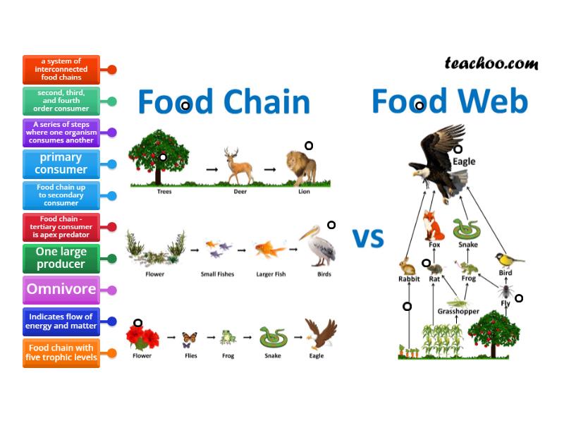 Food webs and Food chains - Labelled diagram