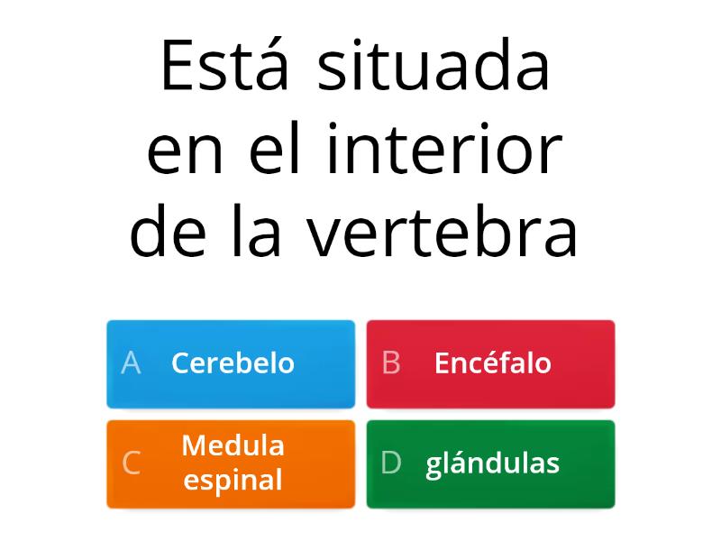 Cuestionario Sistema Nervioso Quiz