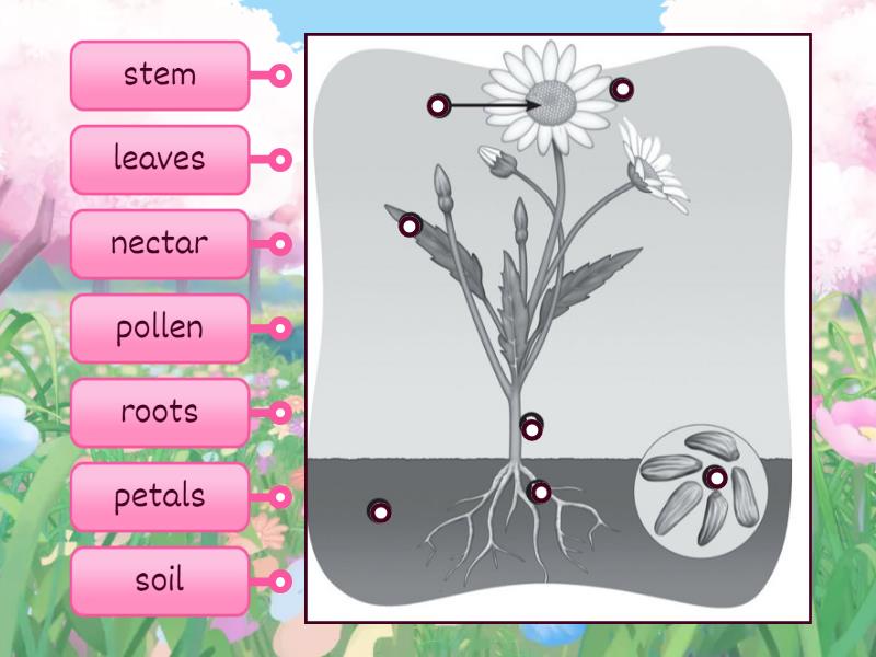 Parts of a plant - Labelled diagram