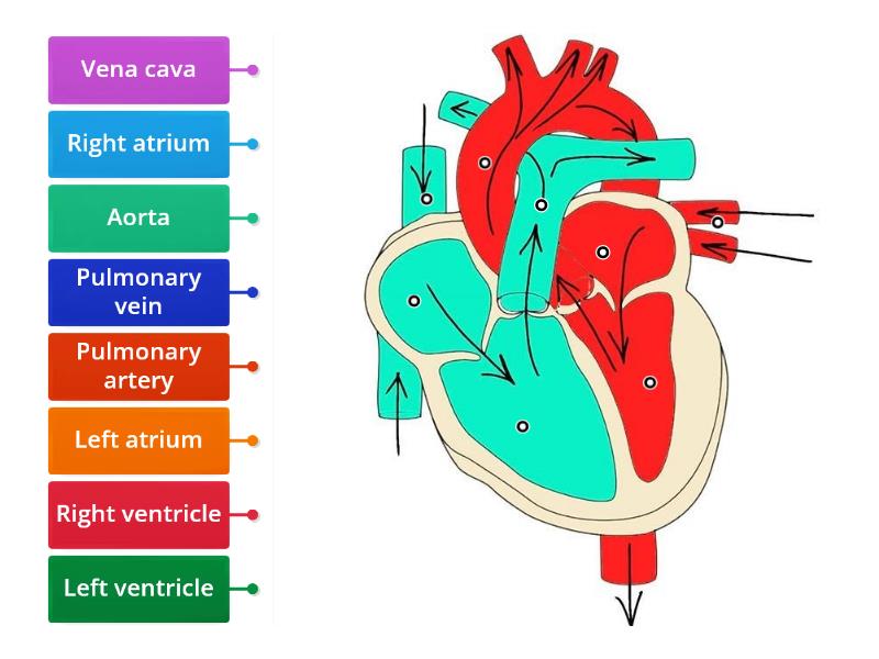 Label the heart GCSE biology - Labelled diagram