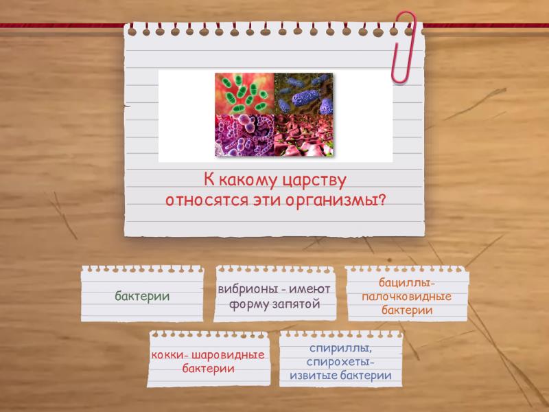 Разнообразие бактерий. 7 класс. - Найди пару