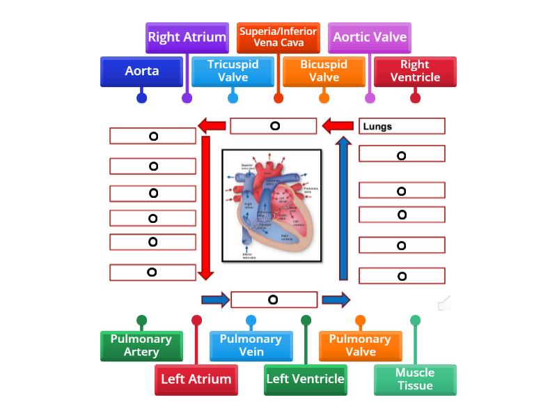 Blood flow around the Heart - Labelled diagram