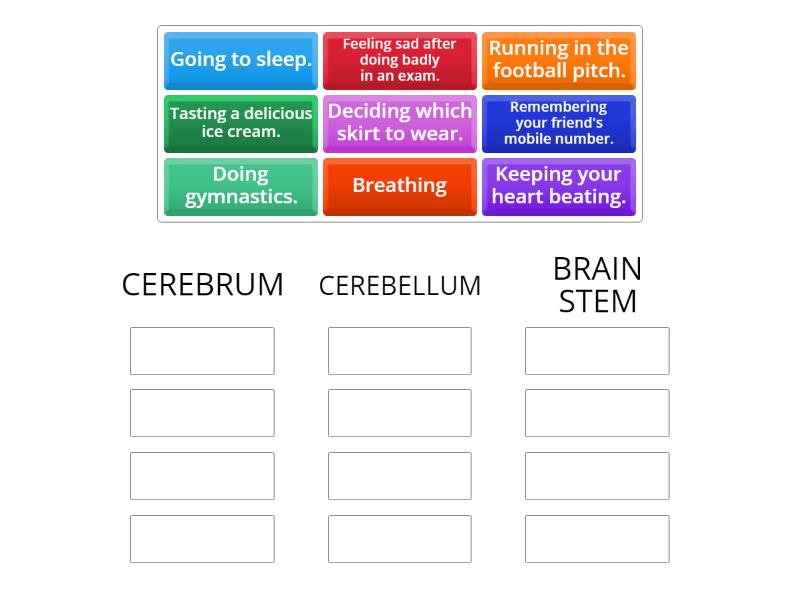 BRAIN AND FUNCTIONS - Group sort