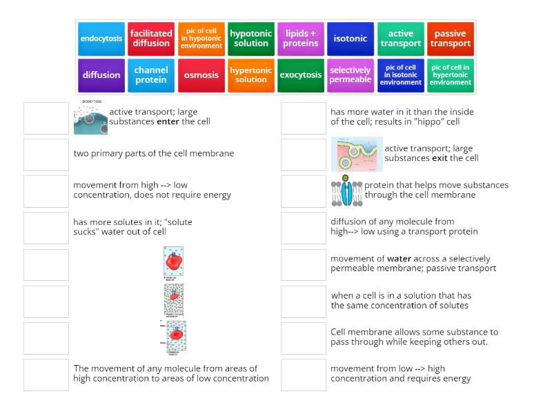 cell-membrane-transport-and-tonicity-vocabulary-match-up