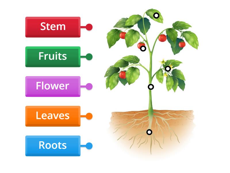 Parts of a Plant- Grade 1 - Labelled diagram