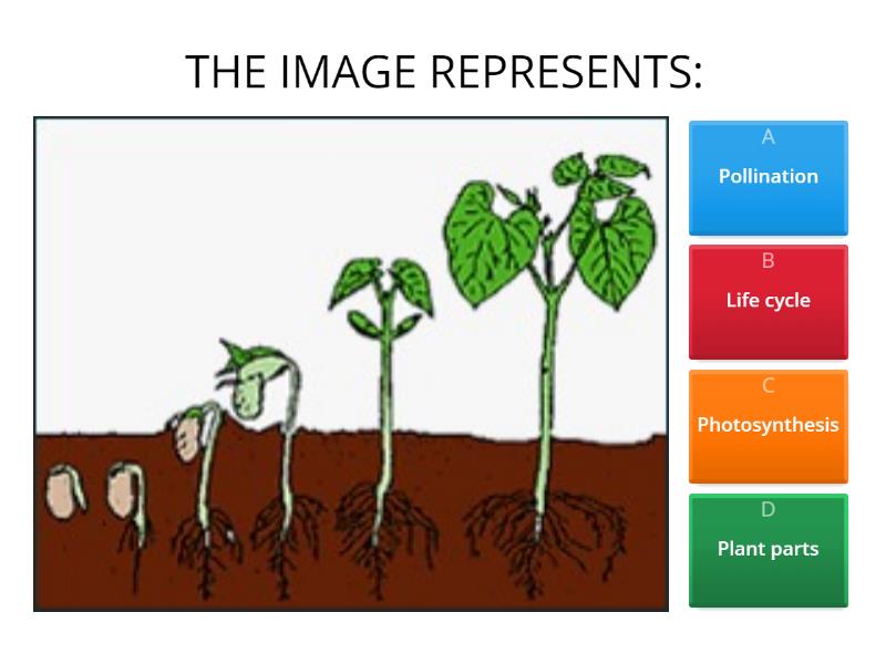 Plant Cycle Quiz