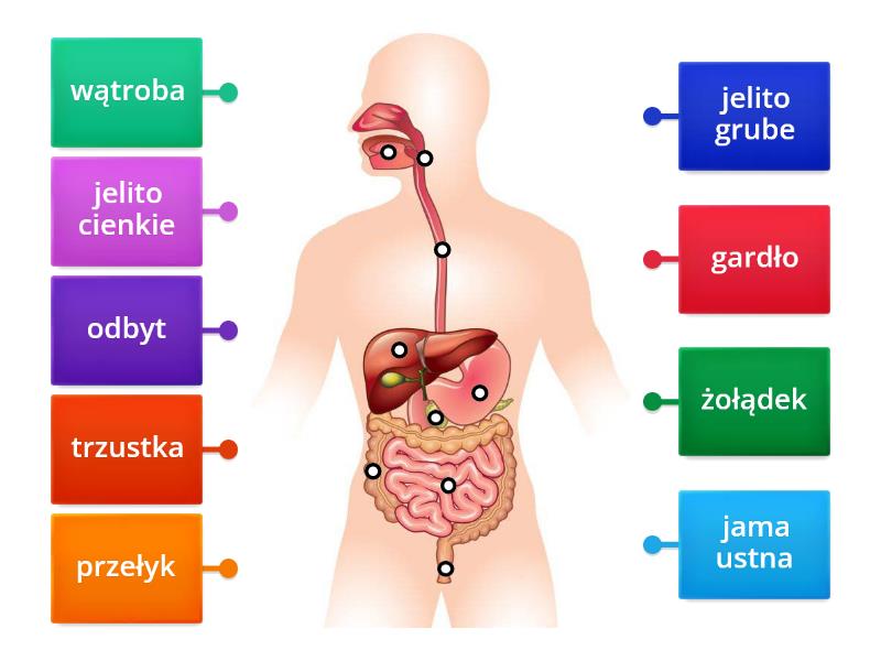 Budowa Uk Ad Pokarmowego Cz Owieka Labelled Diagram