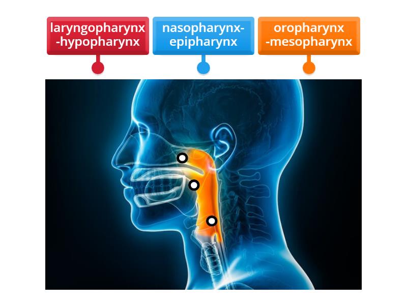 The parts of the pharynx - Labelled diagram