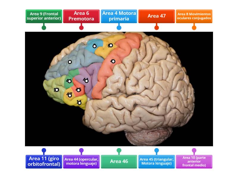 AREAS DE BRODMANN FRONTAL - Diagrama con etiquetas