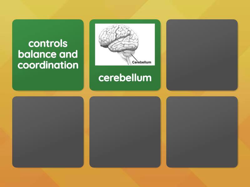 what-do-the-different-parts-of-the-brain-control-matching-pairs