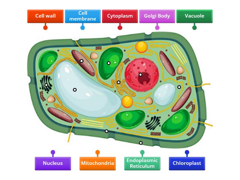 Plant Cell Organelles Activity - Labelled diagram