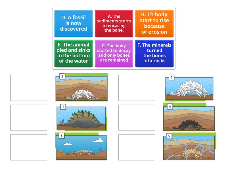 How are fossils formed? - Match up