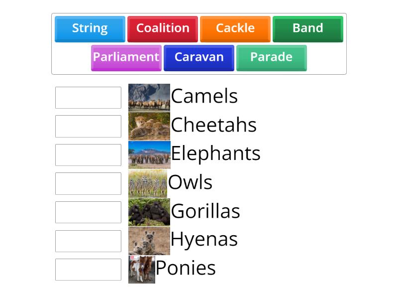 collective names - Match up