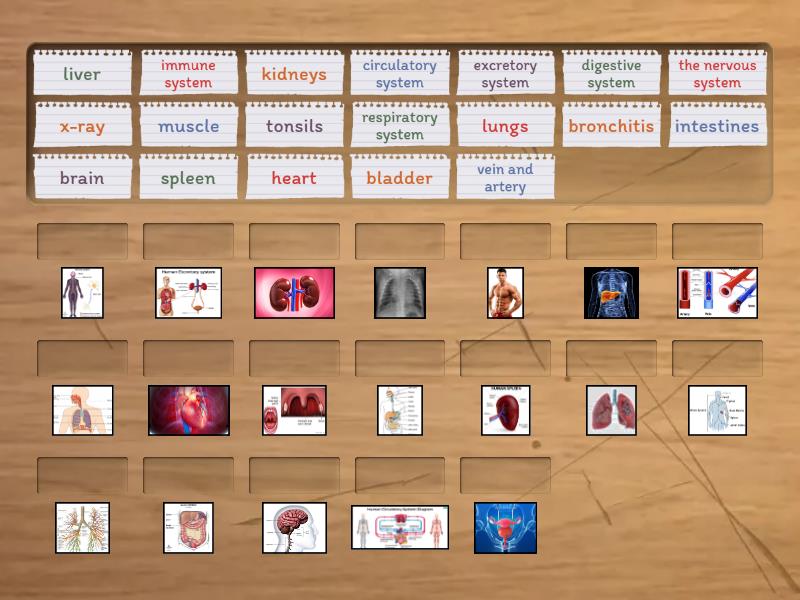 internal organs and systems - Match up