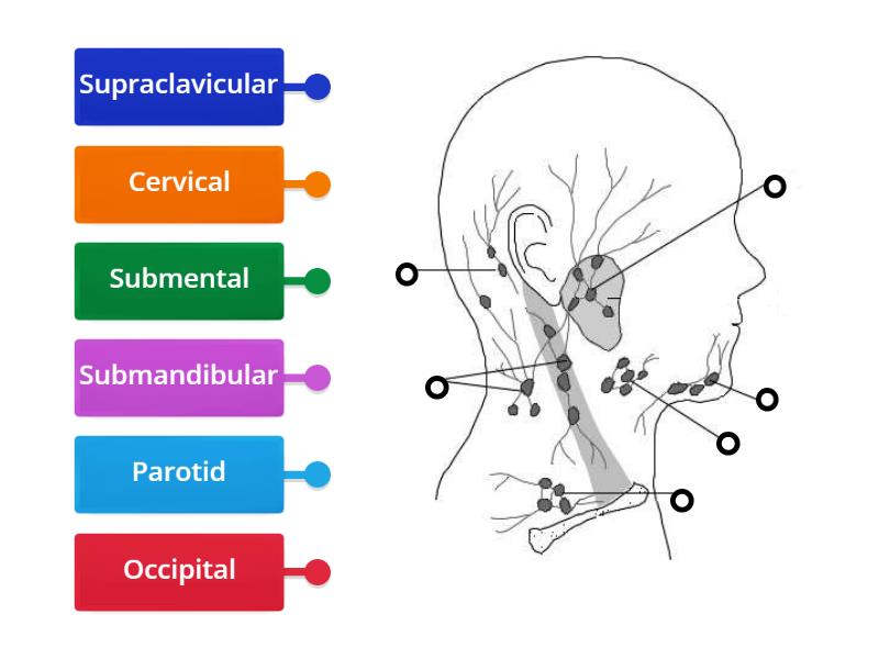 Face and Head Lymph Nodes - Labelled diagram