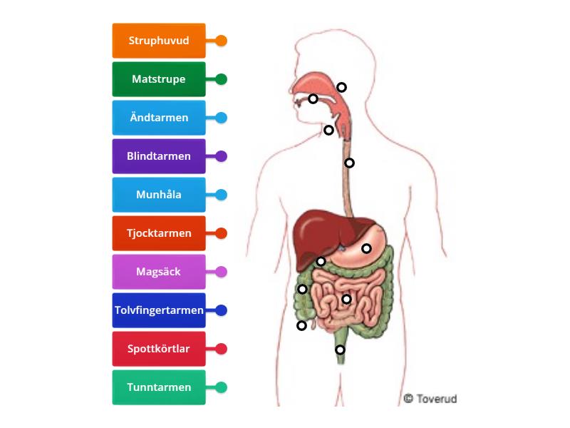 Mag-tarmkanalen - Labelled diagram