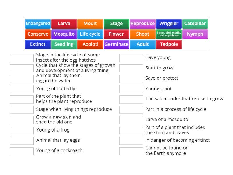 Life Cycle - Match up