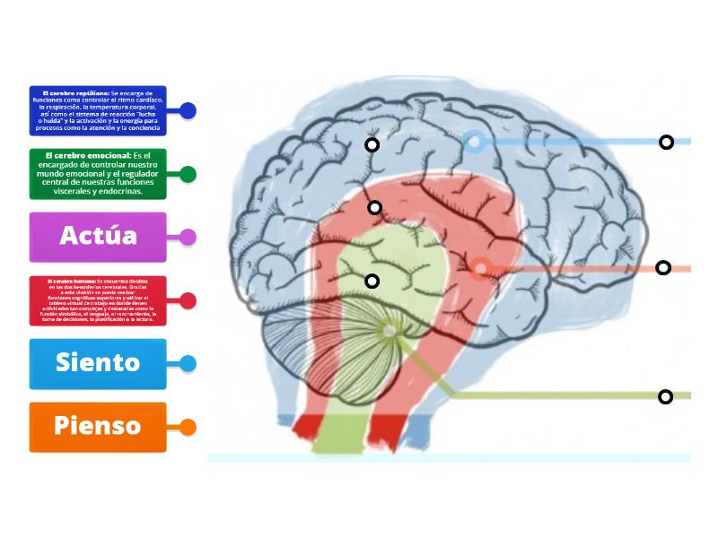 El Cerebro Emocional - Labelled Diagram